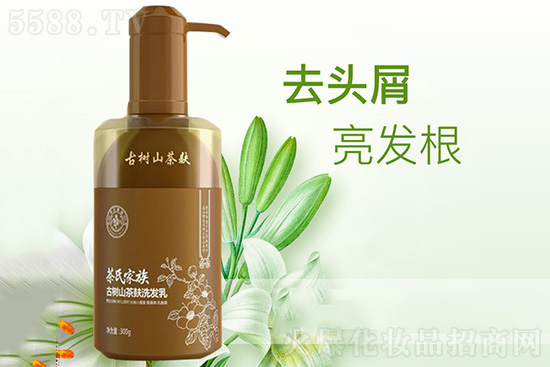 茶氏家族 茶氏家族